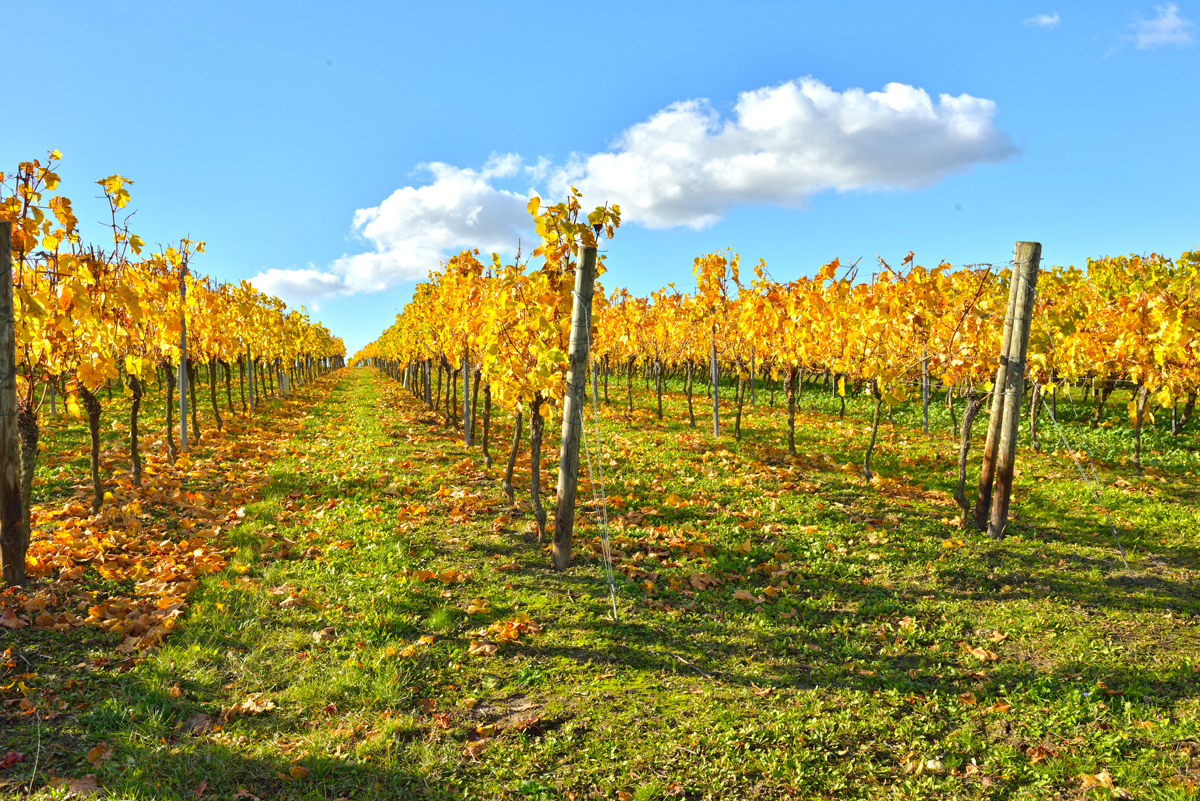 Weingut Mangold - Region