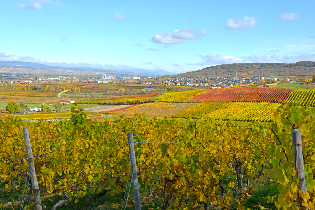 Weingut Mangold - Region