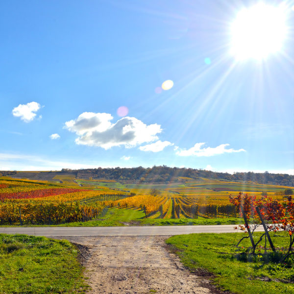 Weingut Mangold - Region